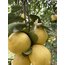 Beyaz Limon (Kokulu Limon) (Kg)