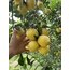 Beyaz Limon (Kokulu Limon) (Kg)