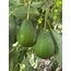 Erkenci Avokado (Kg)