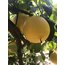 Bergamot (Kg)