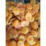 Sarı Kayısı 1 KG