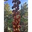 Cennet Hurması 1 KG