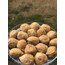 2 KG JUMBO BOY KAMPANYA İNCİR