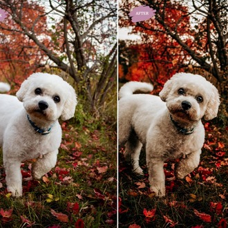 Autumn Leaves - LR Preset Pack