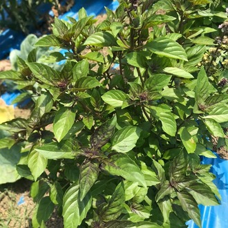İspir Reyhanı (100 Gr)