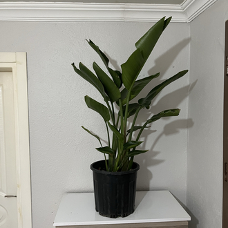 Canlı Nicolai Starliçe (Strelitzia nicolai) – 3 Kök, 100 cm, Üretim Saksılı