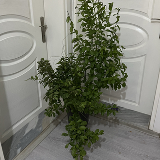 Canlı Duranta (Mor Çiçekli Altın Damla Çalısı) – 110-120 cm, Üretim Saksılı