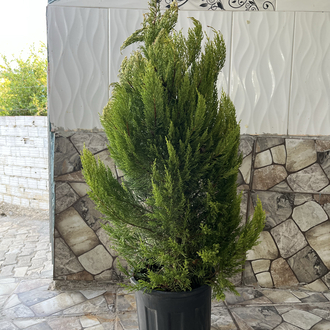 Canlı Limon Servi – 90-120 cm, Üretim Saksılı