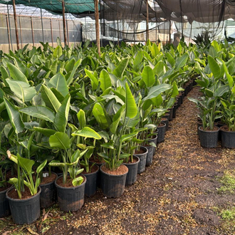 Canlı Nicolai Starliçe (Strelitzia nicolai) – 3 Kök, 100 cm, Üretim Saksılı