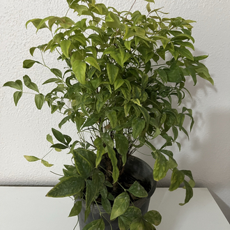 Canlı Nandina (Cennet Bambusu) – 40-45 cm, Üretim Saksılı
