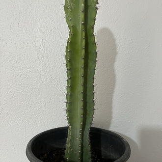 Canlı Sütun Kaktüsü – 54-55 cm, Üretim Saksılı