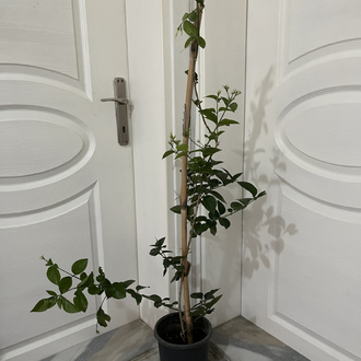 Canlı Arap Yasemini – 120-130 cm, Üretim Saksılı