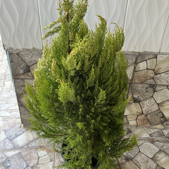 Canlı Limon Servi – 90-120 cm, Üretim Saksılı