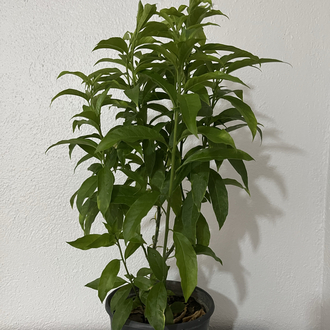 Canlı Melisa (Limon Otu) – 55-65 cm, Üretim Saksılı
