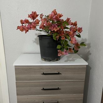Canlı Bodur Begonvil (Turuncu Çiçekli) – 50-60 cm, Üretim Saksılı
