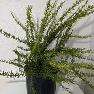 Canlı Gravilya (Grevillea robusta) – 70-80 cm, Üretim Saksılı