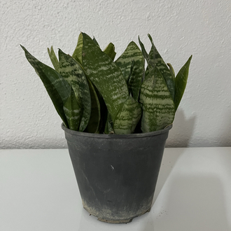 Canlı Paşa Kılıcı (Sansevieria) – 15-20 cm, Üretim Saksılı