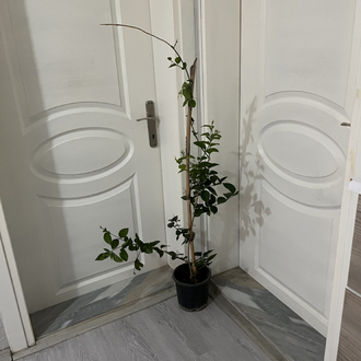 Canlı Arap Yasemini – 120-130 cm, Üretim Saksılı