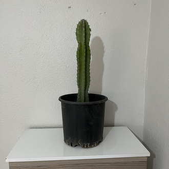 Canlı Sütun Kaktüsü – 54-55 cm, Üretim Saksılı