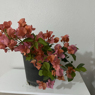 Canlı Bodur Begonvil (Turuncu Çiçekli) – 50-60 cm, Üretim Saksılı