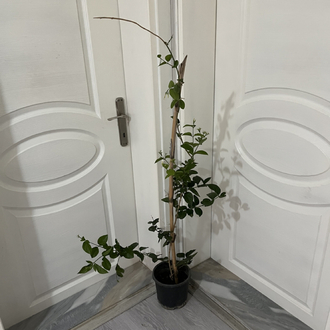 Canlı Arap Yasemini – 120-130 cm, Üretim Saksılı