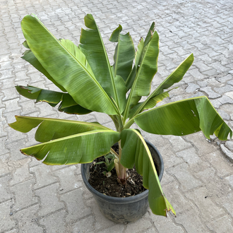 Canlı Muz Fidanı – 3 Kök, 80-90 cm, Büyük Saksılı