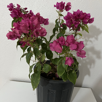 Canlı Bodur Fuşya Begonvil – 40-50 cm, Üretim Saksılı