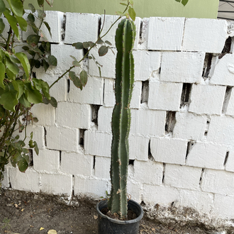 Canlı Sütun Kaktüsü 90 cm, Üretim Saksılı