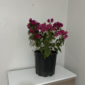 Canlı Bodur Fuşya Begonvil – 40-50 cm, Üretim Saksılı