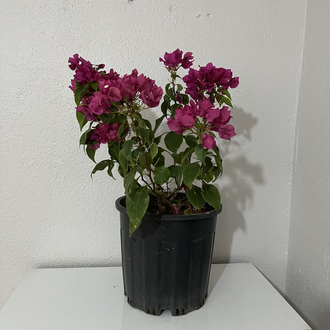 Canlı Bodur Fuşya Begonvil – 40-50 cm, Üretim Saksılı