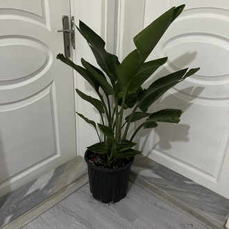 Canlı Nicolai Starliçe (Strelitzia nicolai) – 3 Kök, 100 cm, Üretim Saksılı