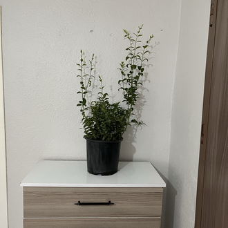 Canlı Bodur Yasemin (Murraya) – 65-75 cm, Üretim Saksılı