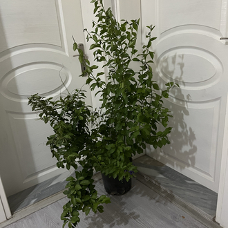 Canlı Duranta (Mor Çiçekli Altın Damla Çalısı) – 110-120 cm, Üretim Saksılı