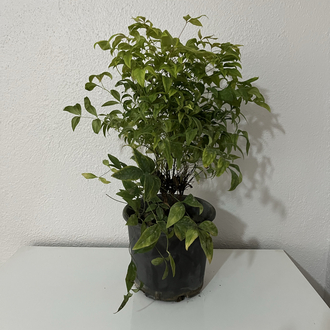 Canlı Nandina (Cennet Bambusu) – 40-45 cm, Üretim Saksılı