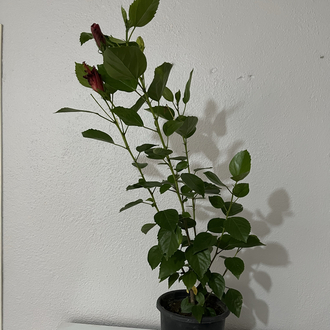 Canlı Kırmızı Japon Gülü – 60-80 cm, Üretim Saksılı
