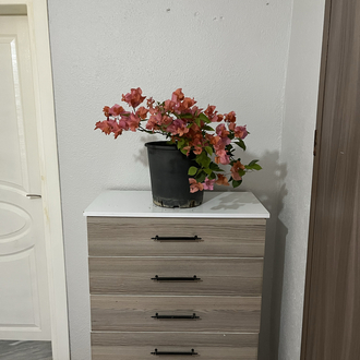 Canlı Bodur Begonvil (Turuncu Çiçekli) – 50-60 cm, Üretim Saksılı