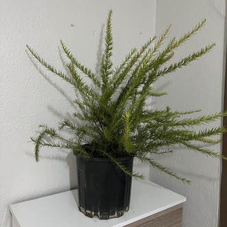 Canlı Gravilya (Grevillea robusta) – 70-80 cm, Üretim Saksılı