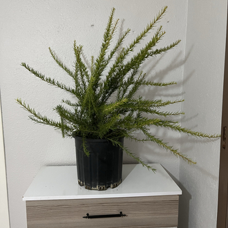 Canlı Gravilya (Grevillea robusta) – 70-80 cm, Üretim Saksılı