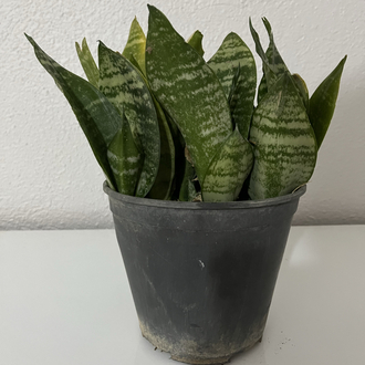 Canlı Paşa Kılıcı (Sansevieria) – 15-20 cm, Üretim Saksılı