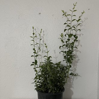Canlı Bodur Yasemin (Murraya) – 65-75 cm, Üretim Saksılı