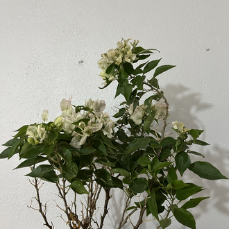 Canlı Bodur Begonvil (Beyaz Çiçekli) – 50-60 cm, Üretim Saksılı