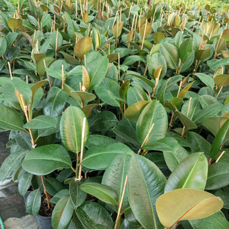 Canlı Kauçuk Ağacı (Ficus elastica) – 80-100 cm, Üretim Saksılı 
