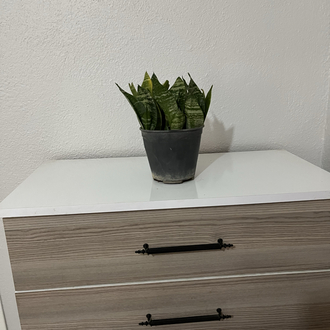 Canlı Paşa Kılıcı (Sansevieria) – 15-20 cm, Üretim Saksılı