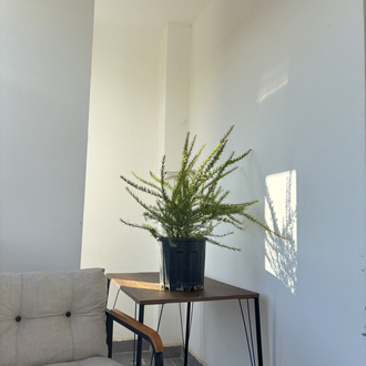 Canlı Gravilya (Grevillea robusta) – 70-80 cm, Üretim Saksılı