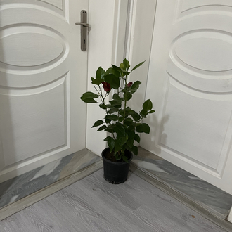 Canlı Japon Gülü (Sarı-Kırmızı Çiçekli) – 50-60 cm, Üretim Saksılı 