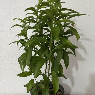 Canlı Melisa (Limon Otu) – 55-65 cm, Üretim Saksılı