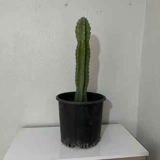 Canlı Sütun Kaktüsü – 54-55 cm, Üretim Saksılı