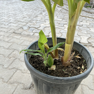 Canlı Muz Fidanı – 3 Kök, 80-90 cm, Büyük Saksılı