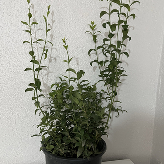 Canlı Bodur Yasemin (Murraya) – 65-75 cm, Üretim Saksılı
