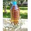 Zeytinyağ 5 litre ( Yeni sıkım )